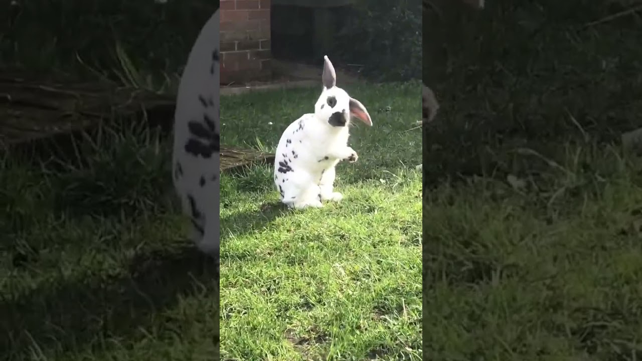 i like this trend. missing you wilbur❤️✨ 