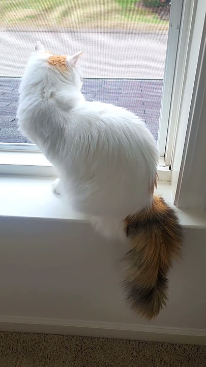 Download lagu Kitty neighborhood watch team 🥇