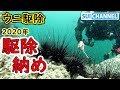 【ウニ駆除 21】駆除納め！まだまだ大量のウニをひたすら割り続ける