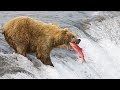 How grizzly bear catching fish  discovery animal planet