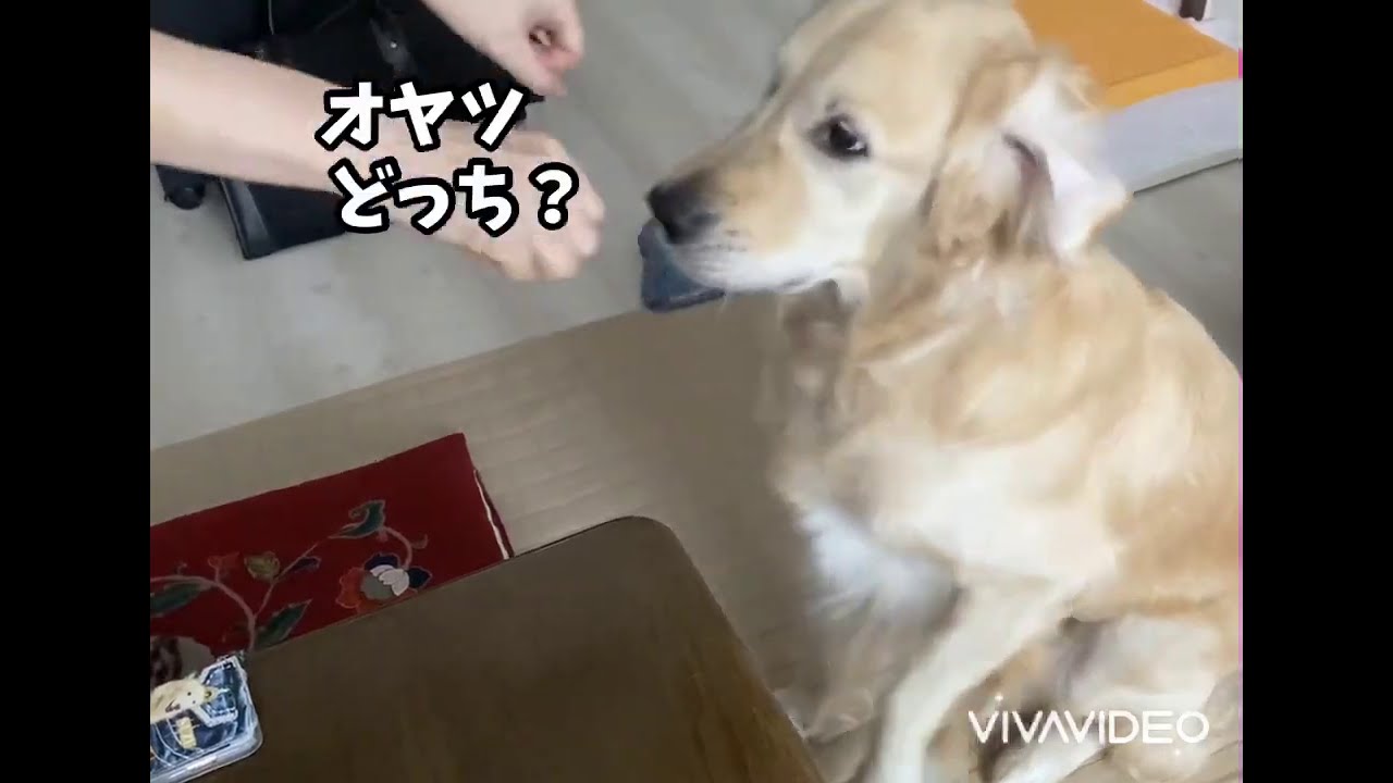 ちょっと距離をおくみたい 艸 ｳｼｼｼ おはよう クーちん シェルティのお散歩日記