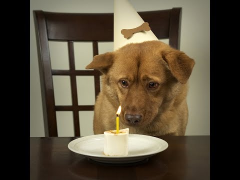 COMMENT UN AGE CALCULER CHIEN?