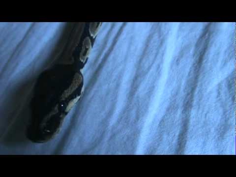 2 years old ball python