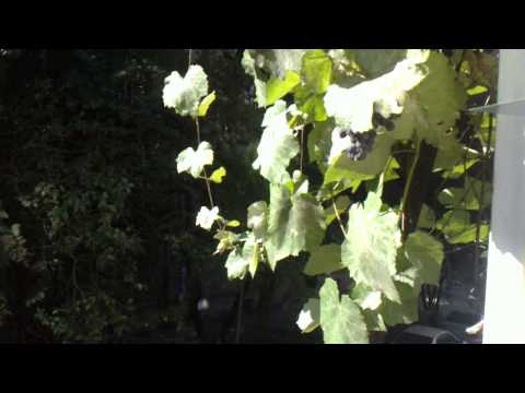 plural grapes-ყურძენი