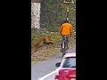 Un leopardo escondido en los arbustos espera a su víctima 😰🐆🚴🏽 #shorts