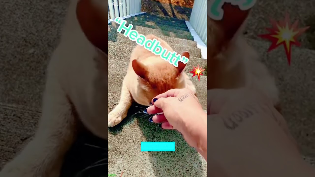 Funniest Cat 🥰 New Funny Cats 2024 😻 # Episode 2476