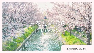 【Spring】桜といえば、目黒川だよね🌸