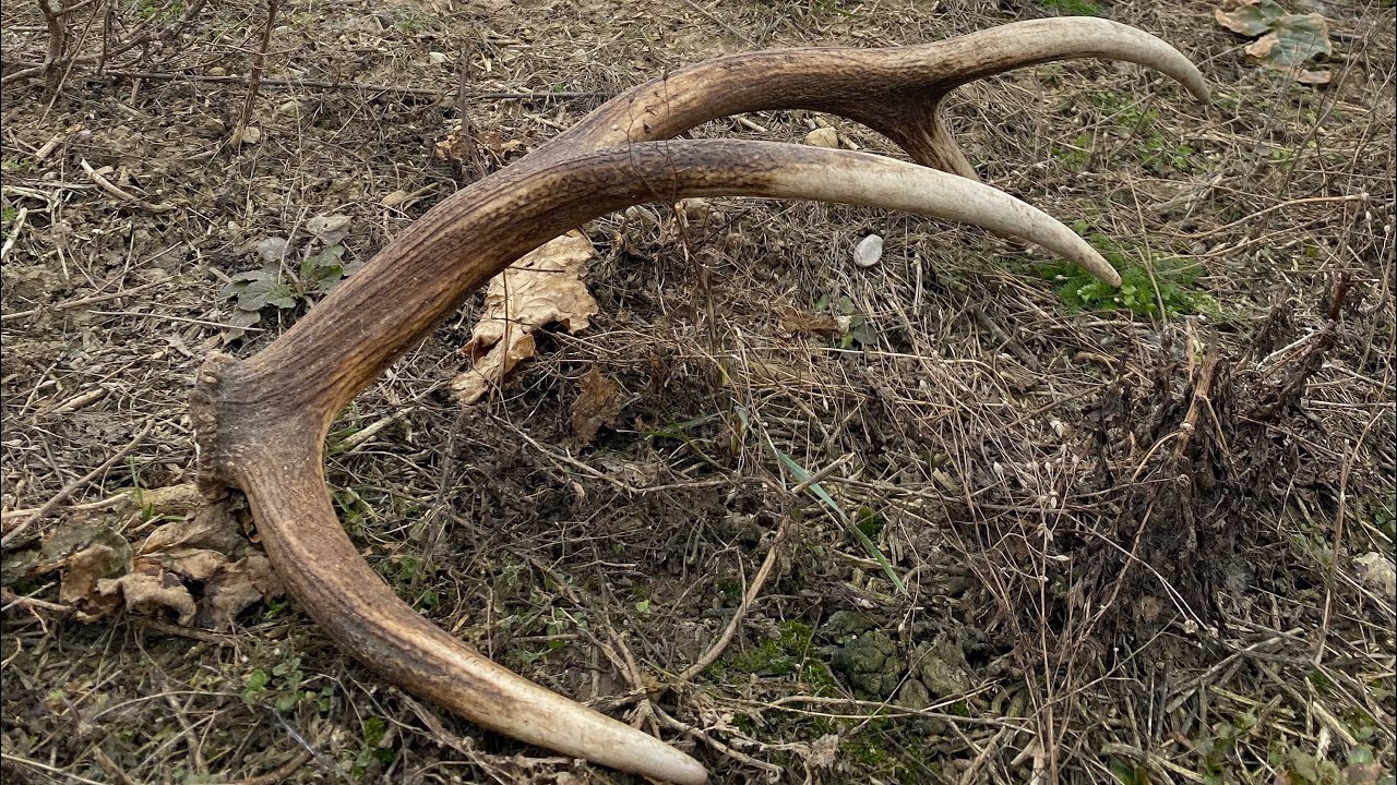 Ragų ieškojimas - Uždarytas sezonas atidarytas