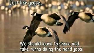 What Can We Learn From Geese a2