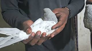 ANAND GUJRAT SE SHAUK KARNE AAYE CHATT PE by Bhopal Pigeons 1,279 views 12 days ago 1 minute, 50 seconds