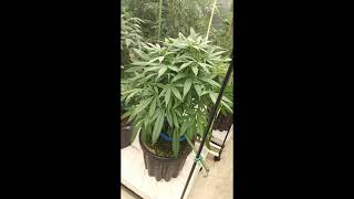 Visiting a friends grow operation