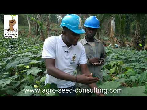 Vidéo: Informations sur la culture du gombo et la récolte du gombo