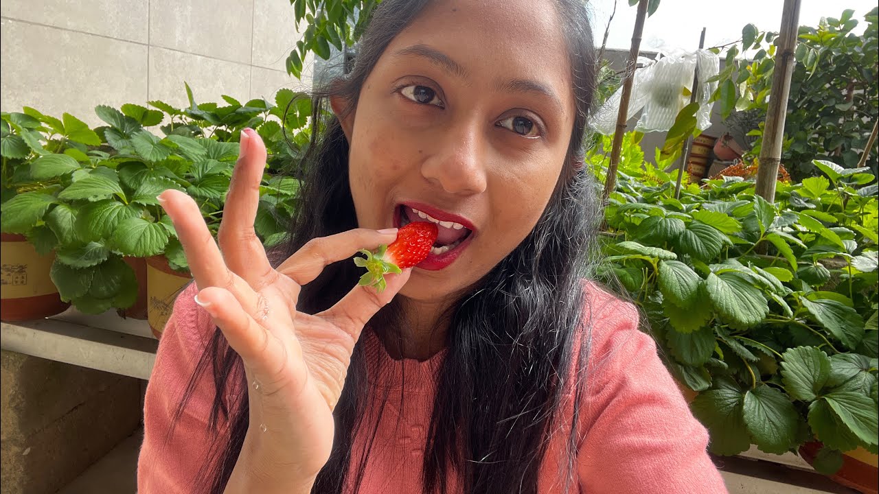 චීන අම්මගෙ පැණිරස ස්ට්‍රෝබෙරි වගාව බලමුද | Sweetest Strawberry I’ve Ever Eaten - China vs Sri Lanka