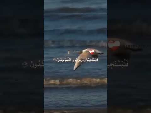 سورة البقرة مشاري العفاسي