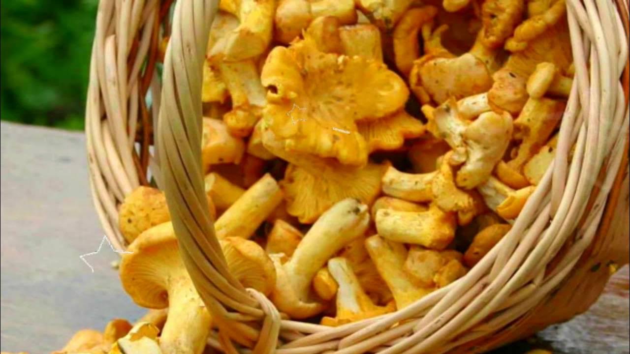 Высушенные грибы лисички. Как готовить лисички грибы. Лисички сморчки грибы. Вареные и жареные лисички. Грибы лисички.