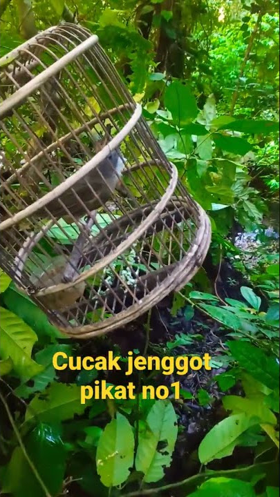 cucak jenggot pikat no1 #shorts