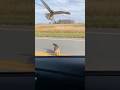 Rescuing a Cat Family from a Hawk Attack🥹🥹🥹#catsoftiktok #cute #viral #fyp #cat
