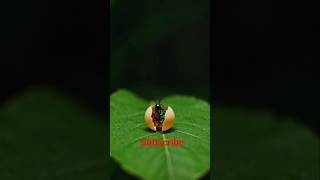 Insects Life Transformation Before After #satisfying
