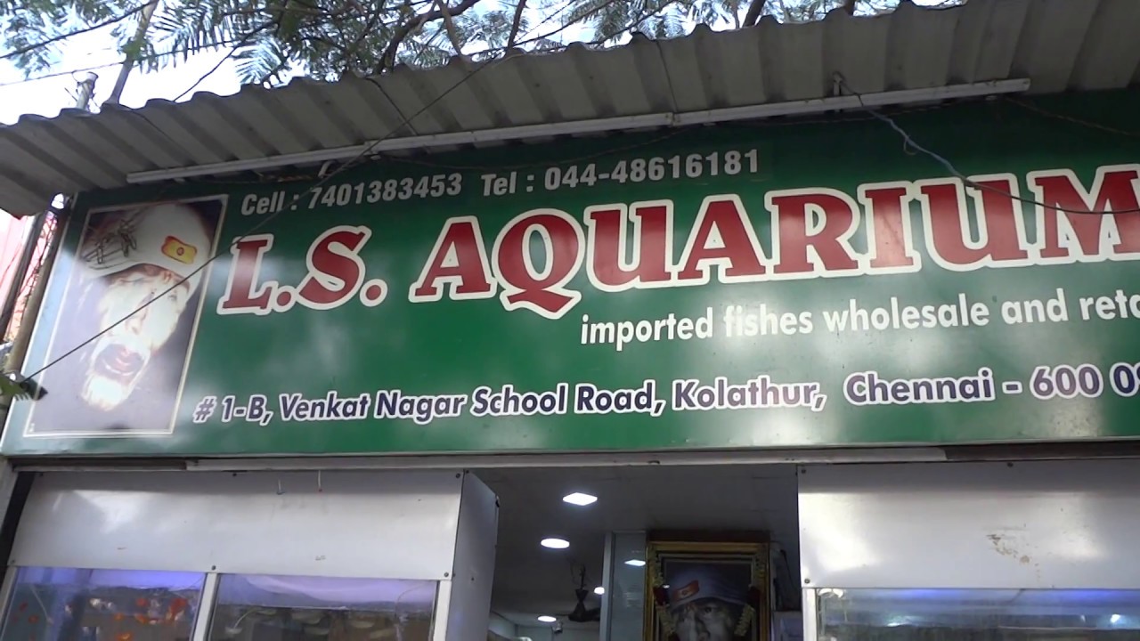LS Aquarium at Kolathur Chennai YouTube