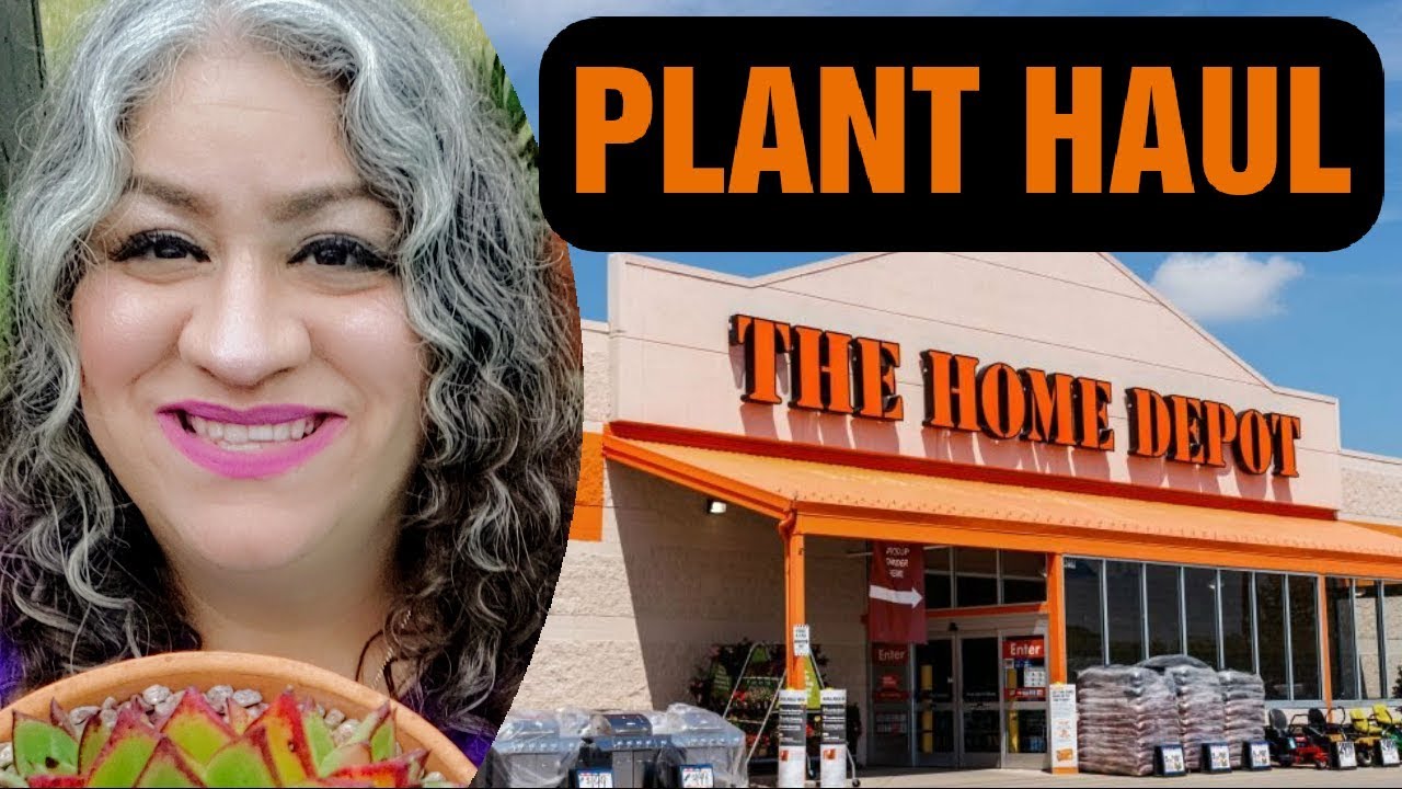 mosquito plant home depot