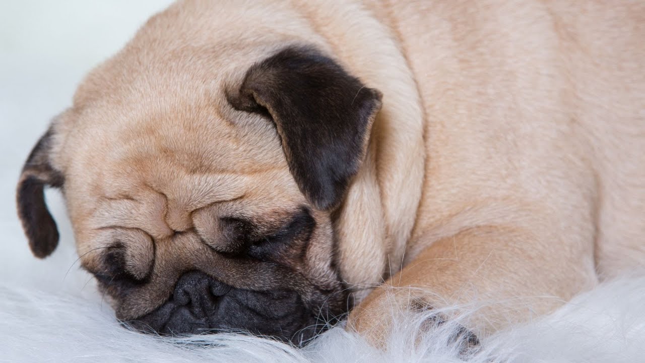 Tips for Living in an Apartment with a Pug