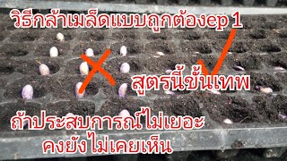 วิธีเพาะเมล็ดฟักทองแบบถูกต้องมือใหม่จะได้ทำไม่ผิดพลาด