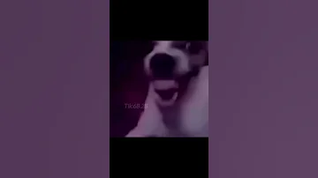 مقطع الكلب يضحك تيك توك 