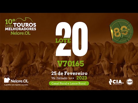 LOTE 20 V70165  - 10º LEILÃO - TOUROS MELHORADORES NELORE OL