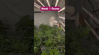 flower room week 1 budding stage #garden #indoorplants #medical