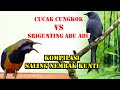 KOMPILASI SALING NEMBAK KUNTI | CUCAK CUNGKOK VS SRIGUNTING ABU ABU FULL ISIAN KUNTI