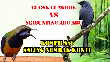 KOMPILASI SALING NEMBAK KUNTI | CUCAK CUNGKOK VS SRIGUNTING ABU ABU FULL ISIAN KUNTI