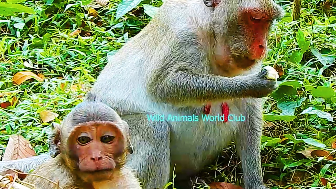 Congrats! Jane Monkey So Hurt Her Pregnant & Giving A Newborn Baby