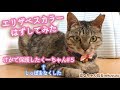 エリザベスカラーがはずれたくーちゃん#5