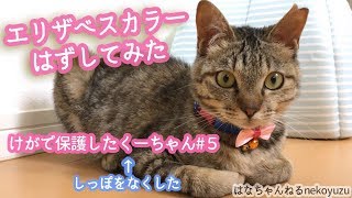 エリザベスカラーがはずれたくーちゃん#5