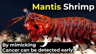 Special visual system of Mantis shrimp | by mimicking that, Cancer can be detected early