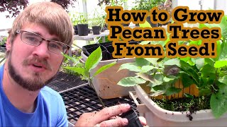 How to Grow Pecan Trees From Seed!