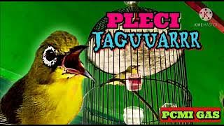 PLECI NEMBAK DAWAA // PLECI JAGUAR PCMI GAS