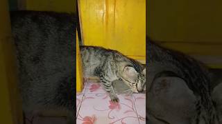 Download Lagu 😿tolong jaga aku,,, #cat #ytshorts MP3