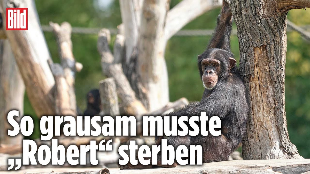 monkey attack  die brutalste affenmutter der welt