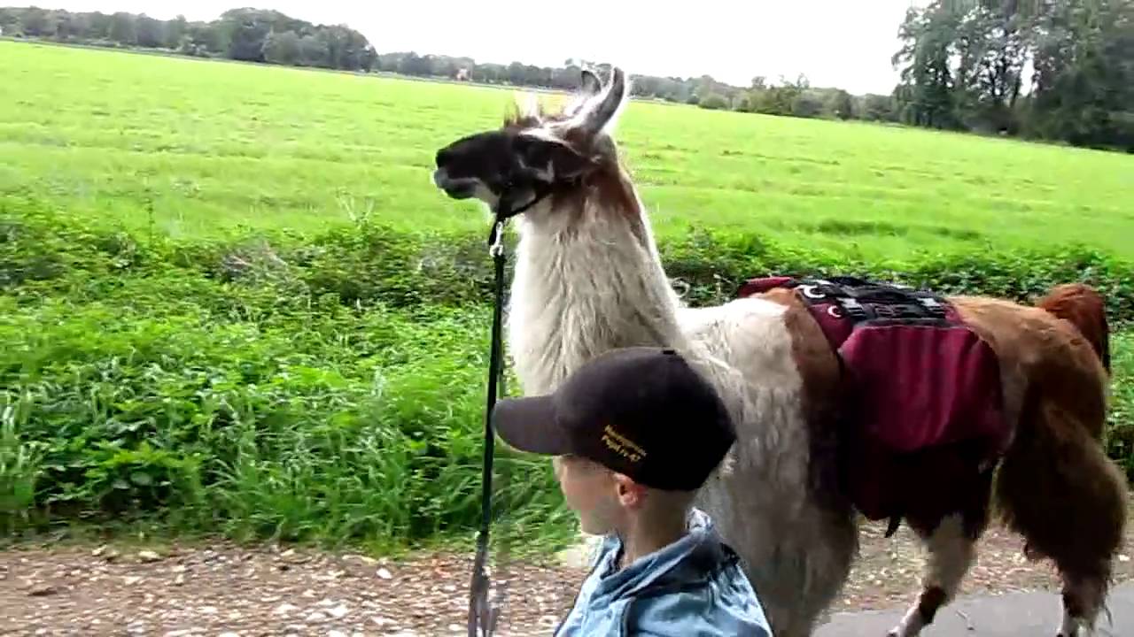 Lama-Trekking
