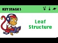 Understanding Leaf Structure and Photosynthesis