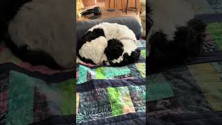 The most peaceful dog on earth