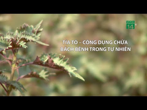 Video: Tía Tô đất: đặc Tính Hữu ích, ứng Dụng