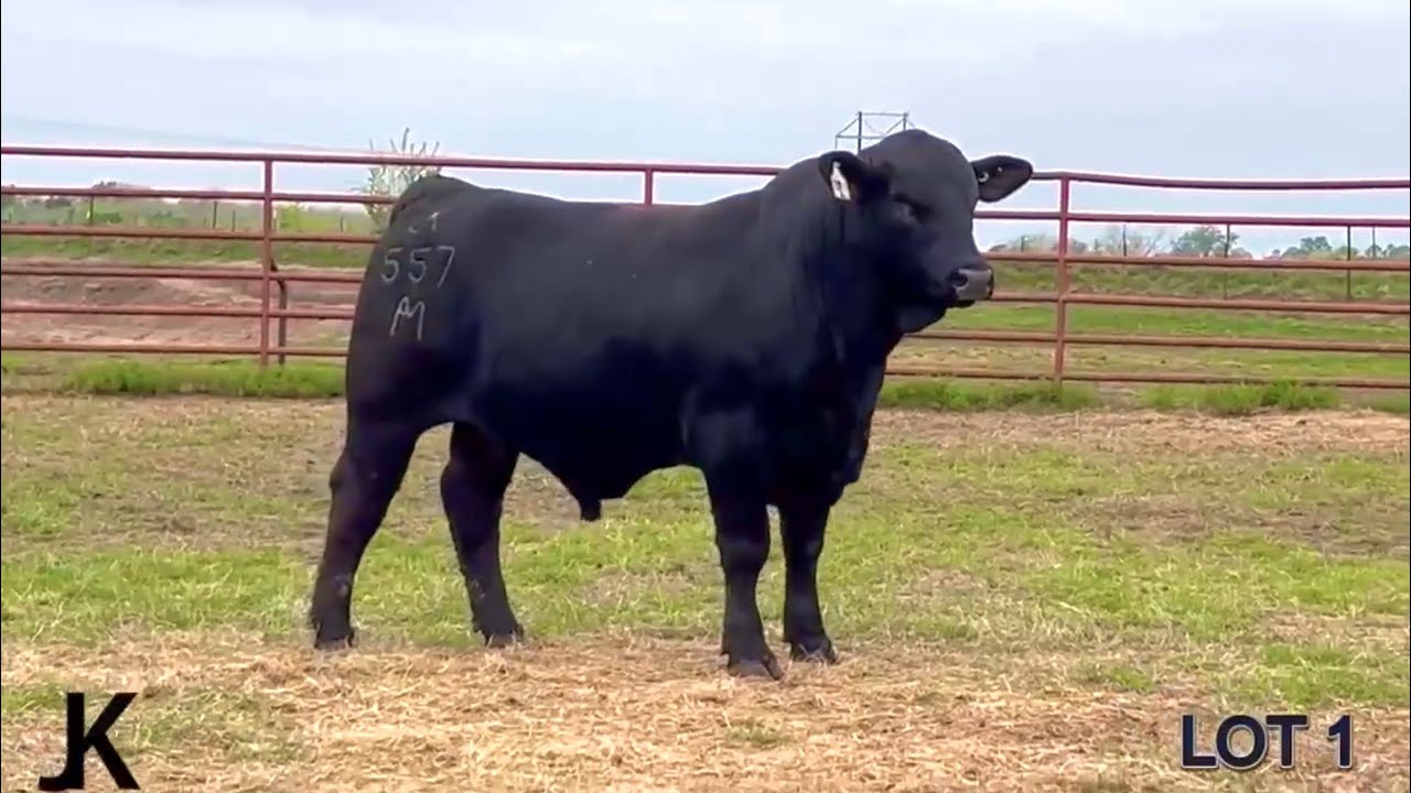 April 2025 Bull Sale Videos