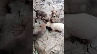 Cute Puppies 🐶 #puppy #pets #dog #youtubeshorts #cute #puppies #dogsvideo #dogs #dogsofyoutube #fyp