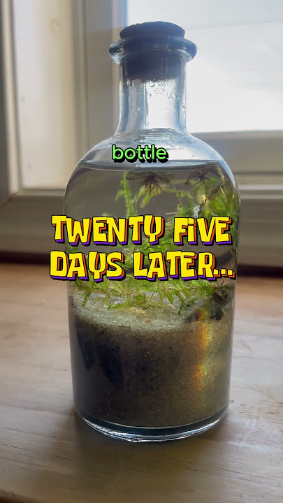 🐌 Bottle Aquarium Update! #aquarium #aquascape #ecosystem #snail #fishtank #algae
