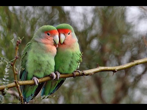 Пение попугайчиков-неразлучников