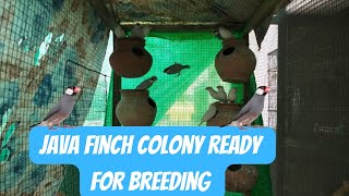 java finch colony ready for breeding