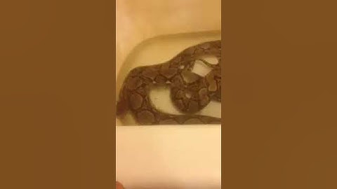 my retic tiger python taking bath
