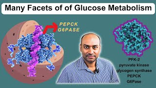 How Phosphorylation and Dephosphorylation Regulate Glucose Metabolism